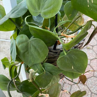 Heartleaf Philodendron plant in North Brunswick Township, New Jersey