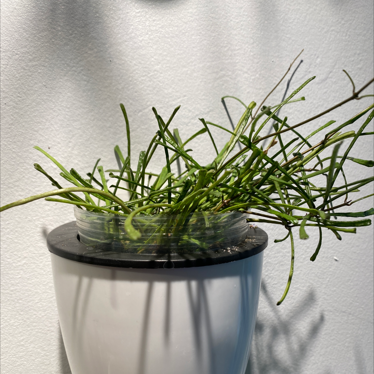 Mistletoe Cactus in a white pot with green stems, well-lit and healthy.