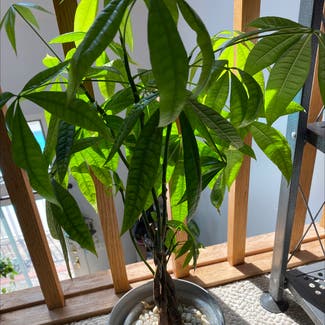 Money Tree plant in North Brunswick Township, New Jersey