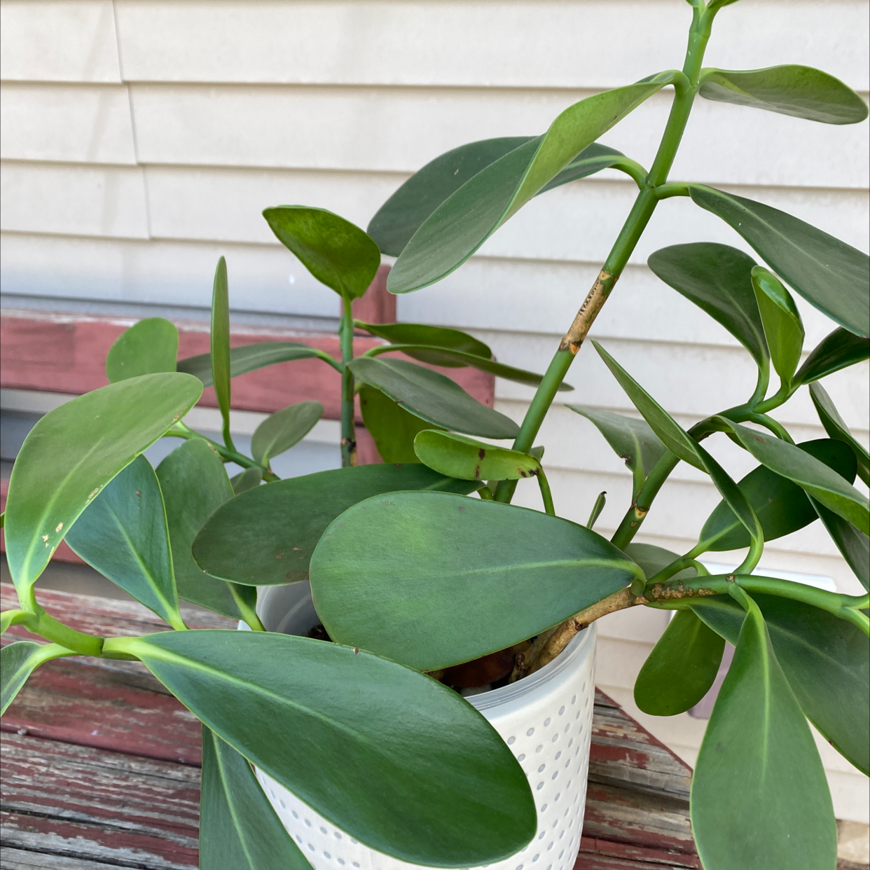 Potted Autograph Tree with broad green leaves, healthy appearance.