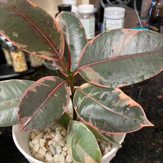 Ficus 'Ruby' plant in North Brunswick Township, New Jersey