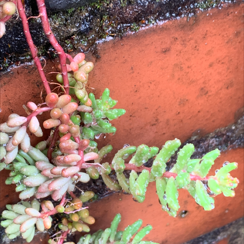 White Stonecrop plant with green and reddish fleshy leaves growing against a brick wall.