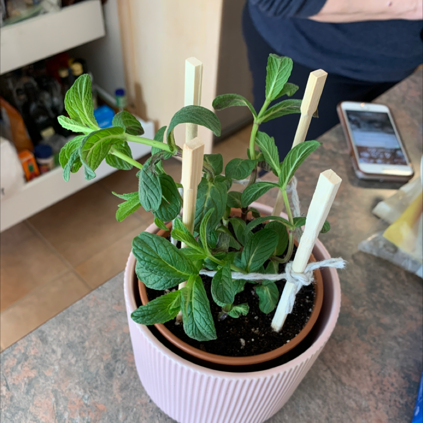 Potted Mexican Mint plant with green leaves supported by wooden stakes.