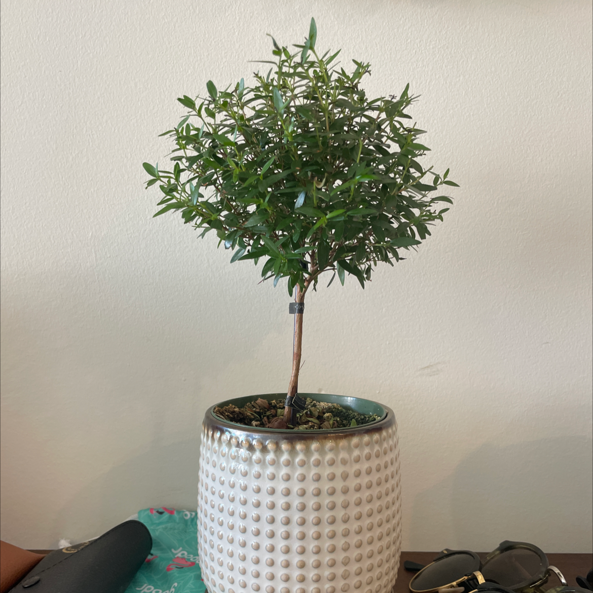 Photo of the plant species Common Myrtle by @Emminevich named Sol on Greg, the plant care app