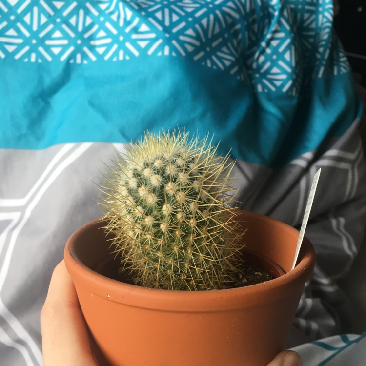 Potted Mammillaria backebergiana cactus held by a hand with patterned fabric background.