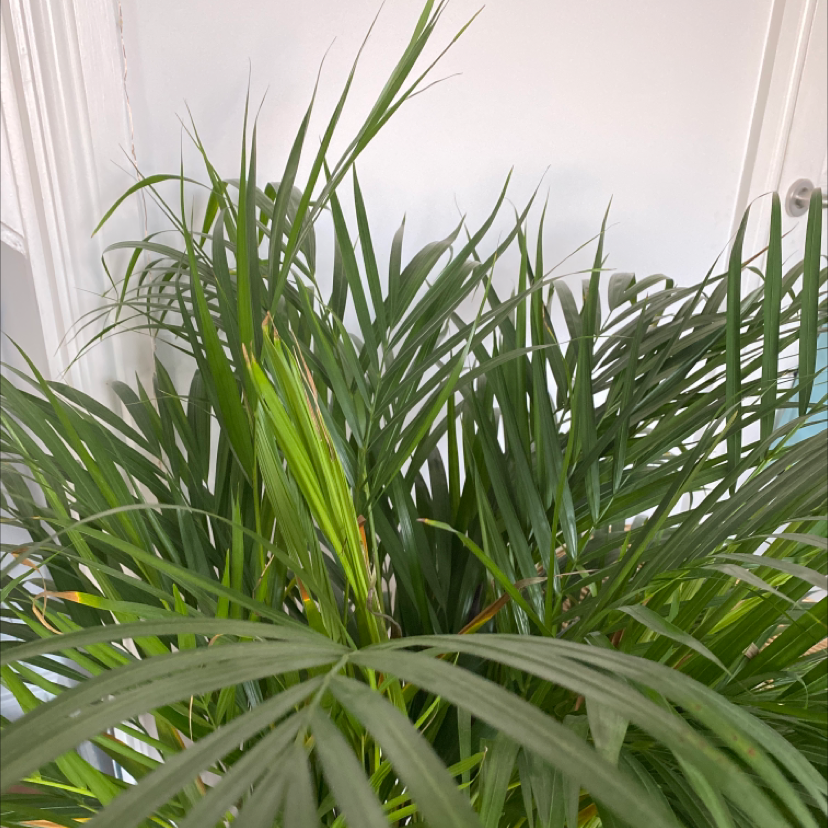 Close-up of a healthy, thriving cat palm plant with vibrant green, arching fronds against a light background.
