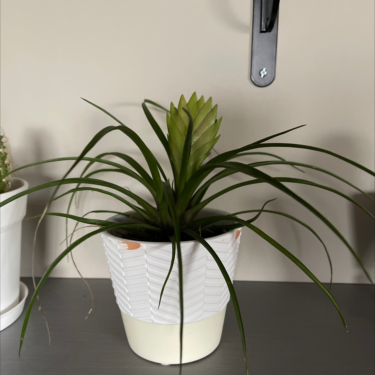 Pink Quill plant in a white pot with long green leaves and a central pink quill.