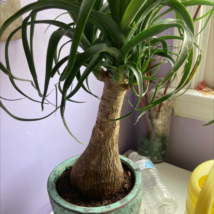 Bottle Palm Tree plant photo by @shizzlenesses named dante on Greg, the plant care app.