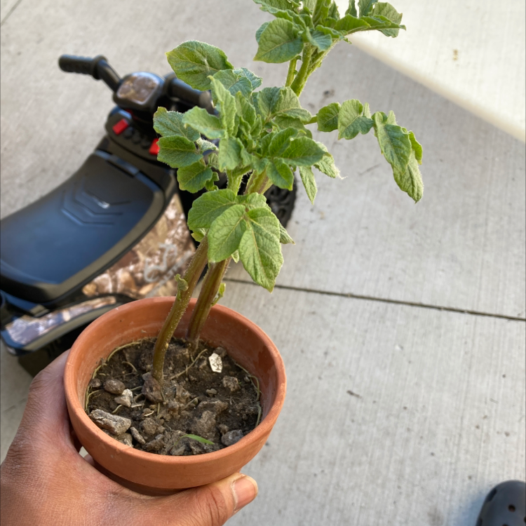 🥔 Why Are My Potato Leaves Curling?