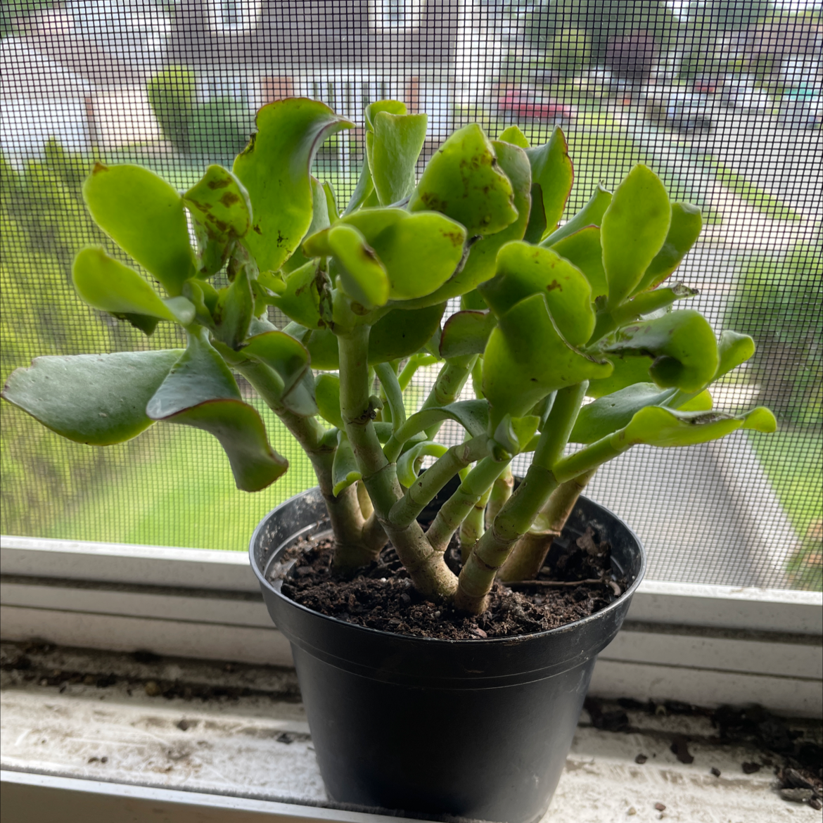 Ripple Jade plant in a black pot on a windowsill, healthy green leaves.