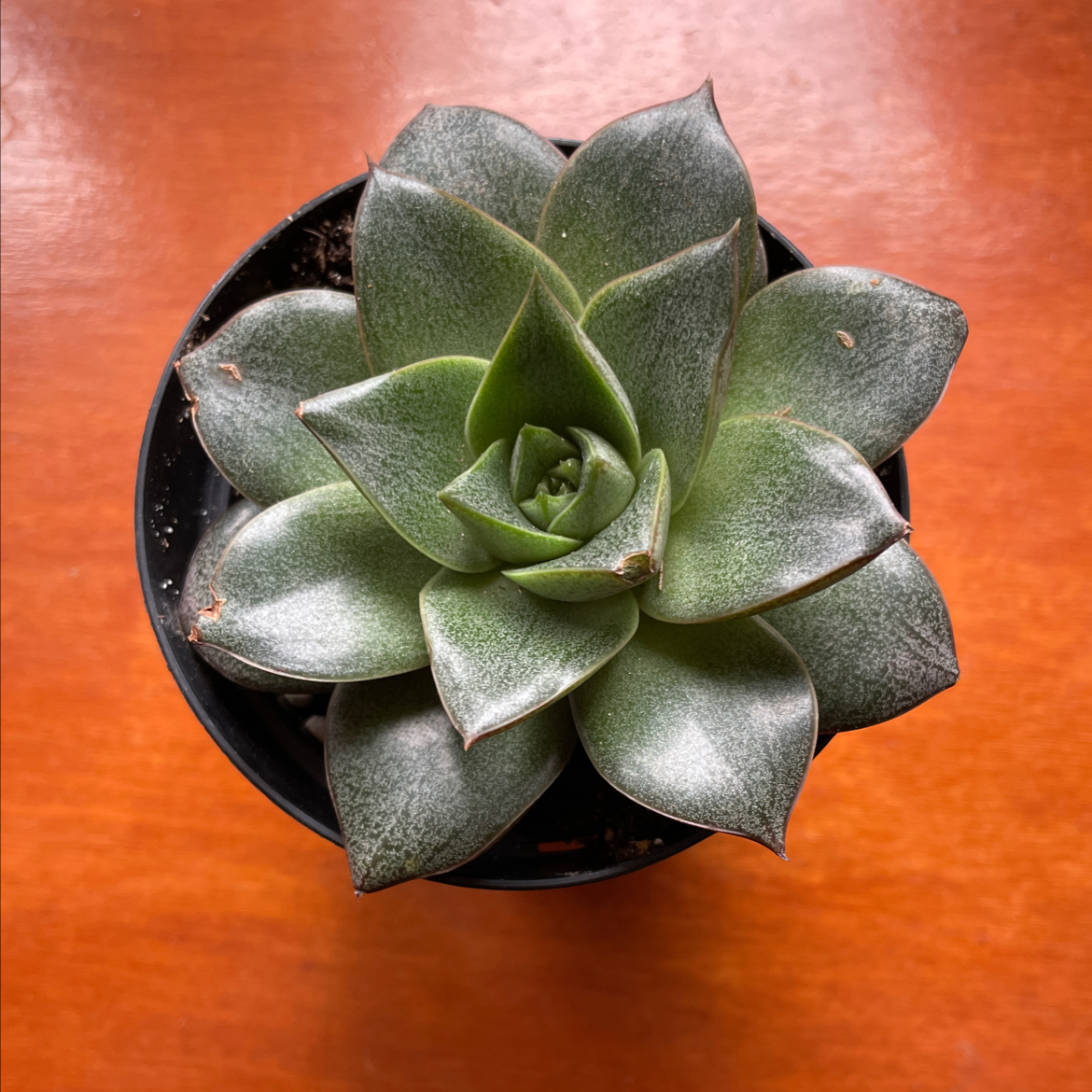 Top view of a healthy Echeveria purpusiorum succulent in a small pot.