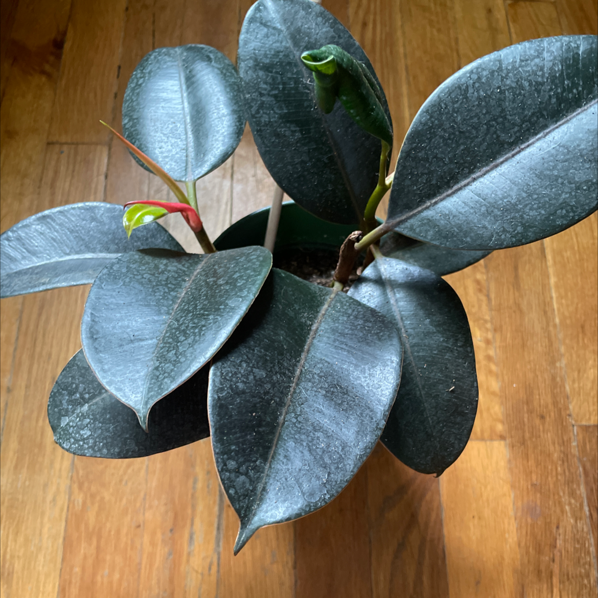 Burgundy Rubber Tree with large, dark green leaves in a pot on a wooden floor.