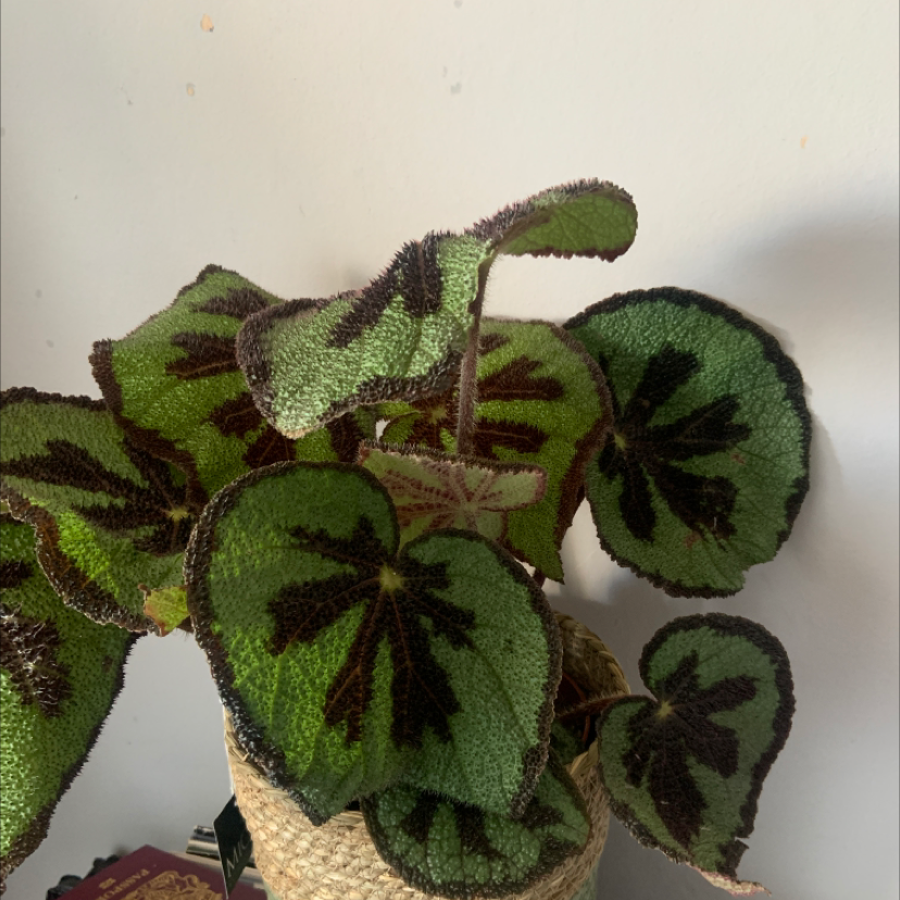 Iron Cross Begonia with green leaves and dark cross-like patterns in a woven pot.
