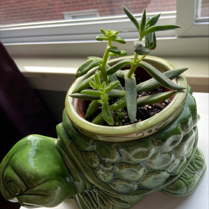 Photo of the plant species Mexican Firecracker by @ellacayton named turtle on Greg, the plant care app