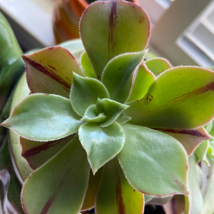Aeonuim leucoberpharum plant photo by @ellacayton named dax on Greg, the plant care app.