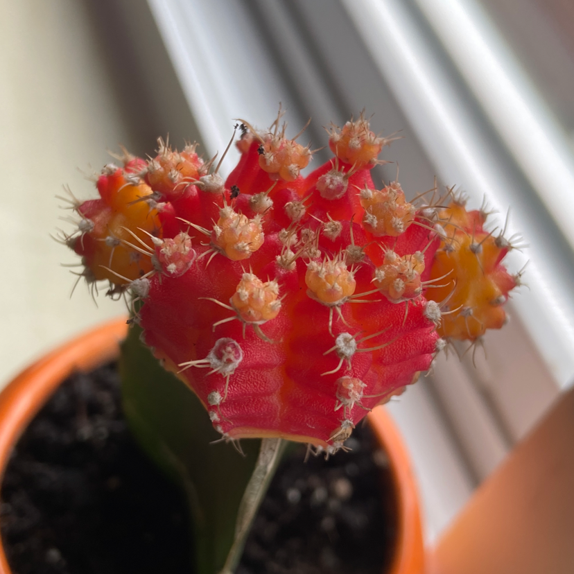 Moon Cactus plant photo by @ellacayton named naomi on Greg, the plant care app.