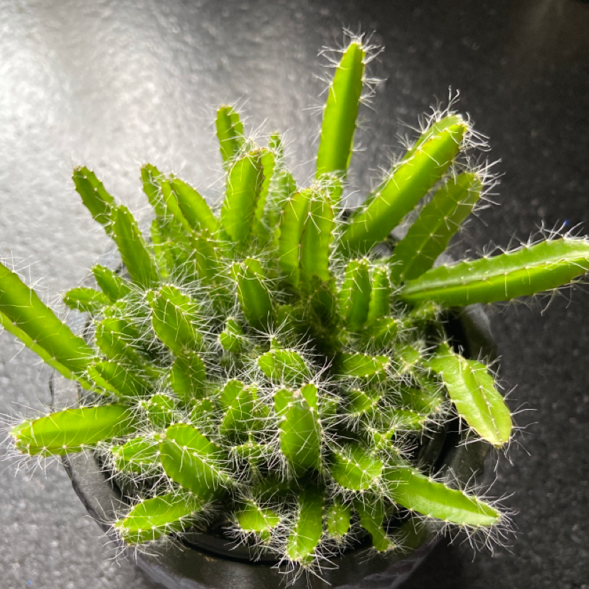 Photo of the plant species Dragonfruit by @ellacayton named darwin on Greg, the plant care app