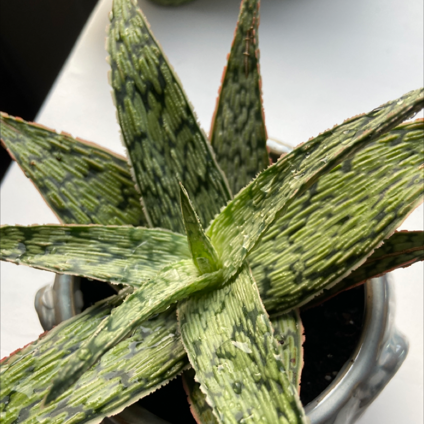 Photo of the plant species Ox Tongue by @ellacayton named nemo on Greg, the plant care app