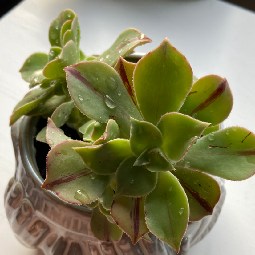 Photo of the plant species Haworth's Aeonium by @ellacayton named dax on Greg, the plant care app