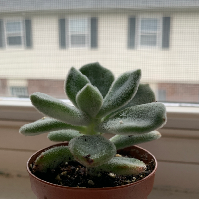 A healthy Plush Plant succulent in a small pot on a windowsill.
