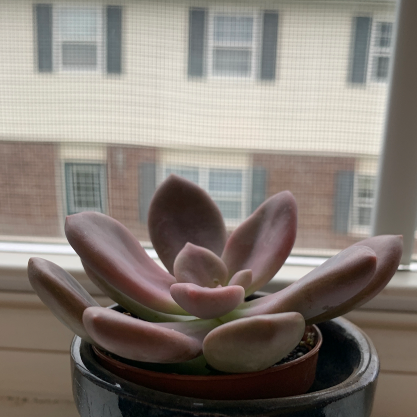 Graptopetalum 'Murasaki' succulent with pinkish leaves in a pot by a window.