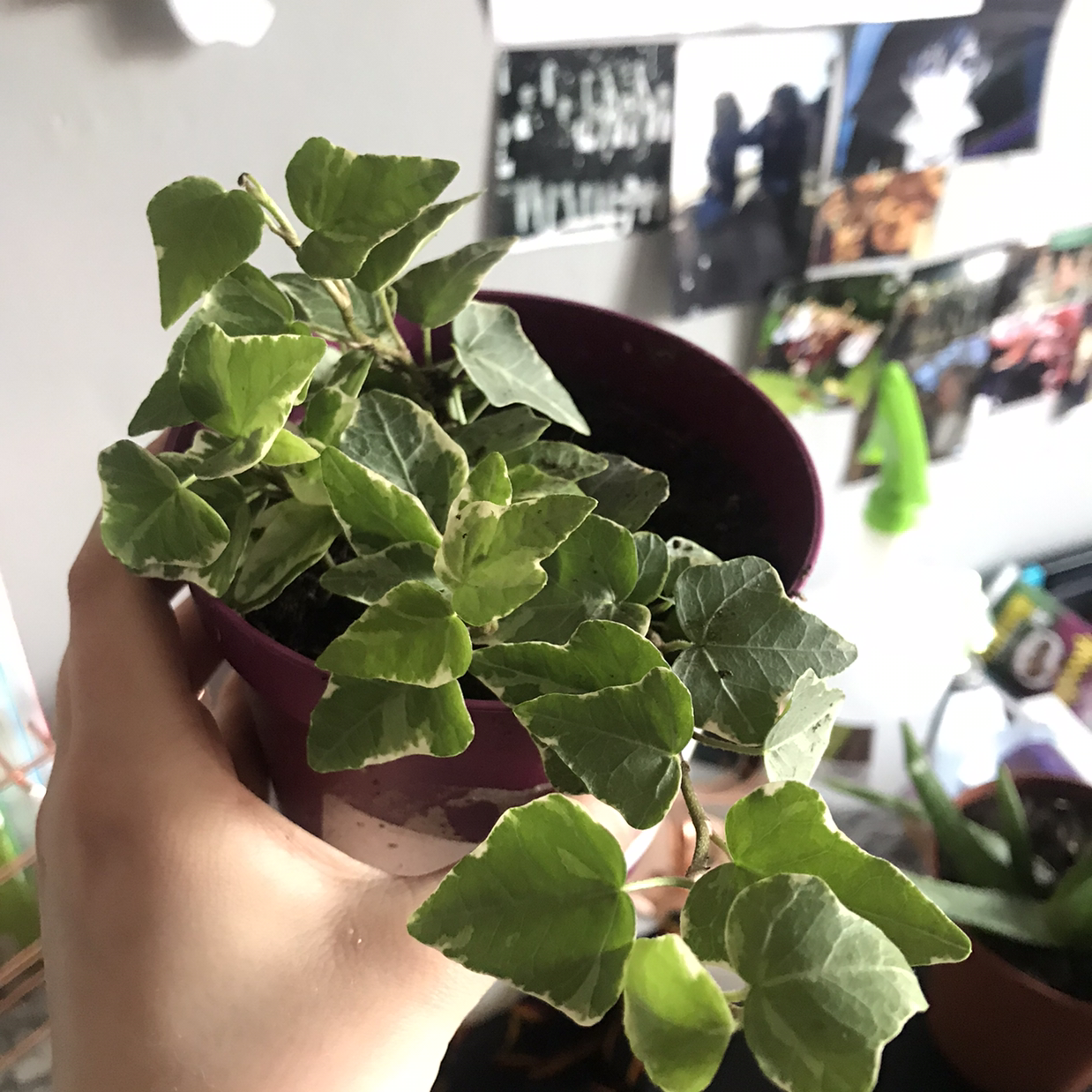 A healthy Glacier Pothos plant with variegated leaves held by a hand in a purple pot.