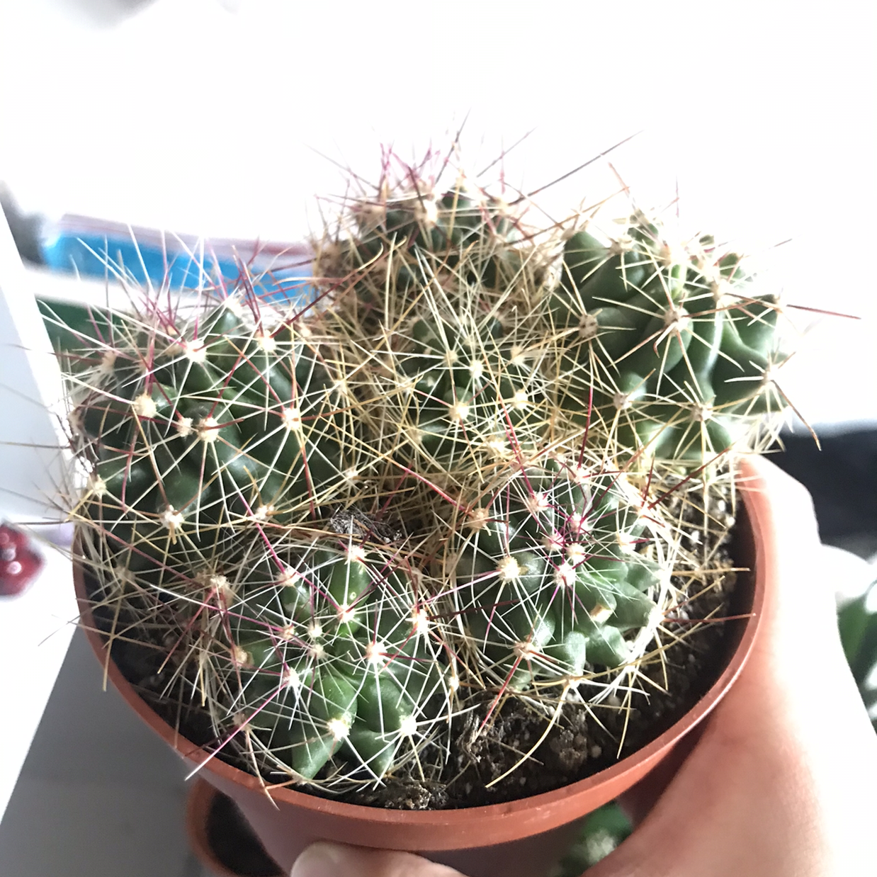 Missouri Foxtail Cactus in a small pot, healthy with prominent spines.