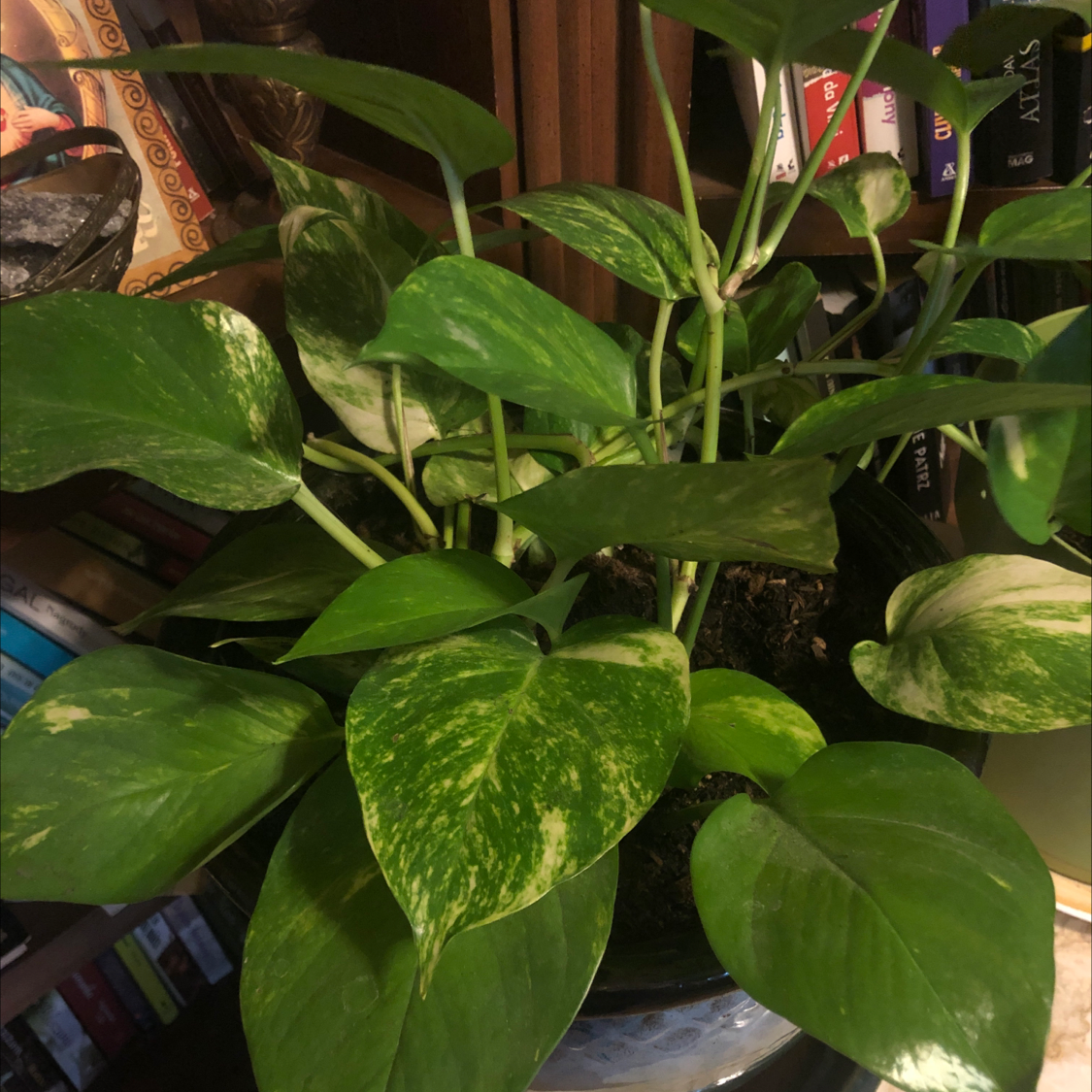 Taro Vine plant photo by @Jennytalia named Bigleef Smalls on Greg, the plant care app.
