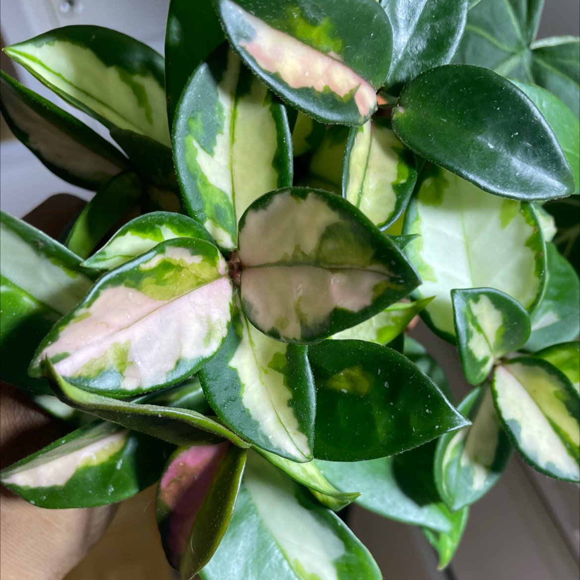 Photo of the plant species Krimson Princess Hoya by @Blossom named Diana on Greg, the plant care app