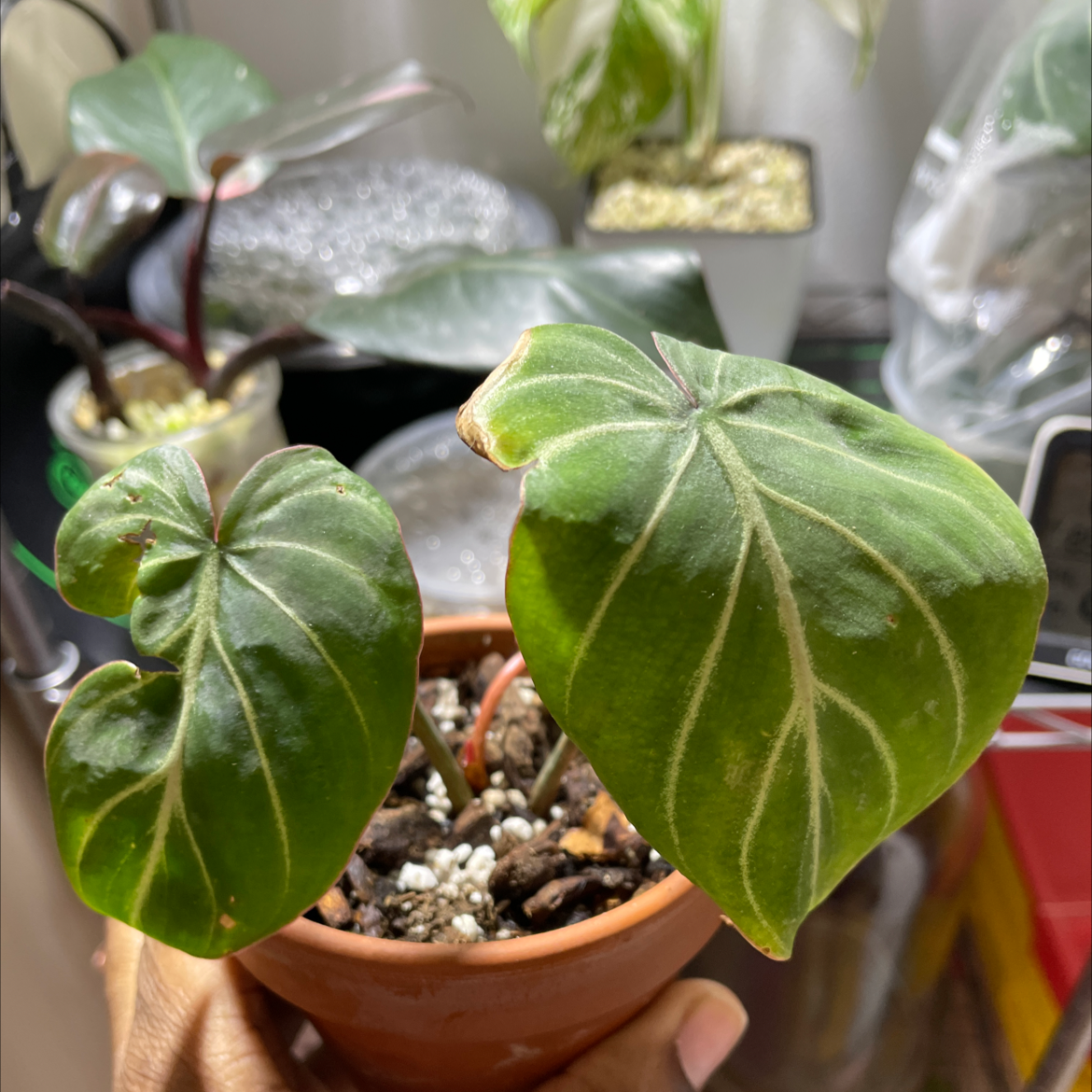 Philodendron gloriosum plant in a small pot with green leaves and white veins, held by a hand.