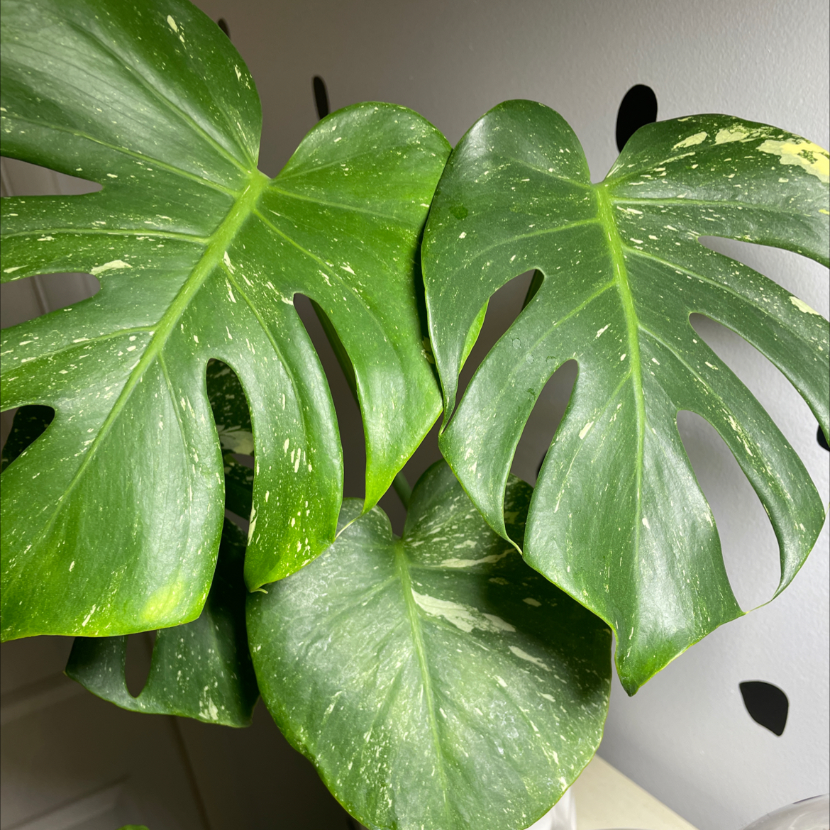 Thai Constellation Monstera plant photo by @Blossom named Ty on Greg, the plant care app.
