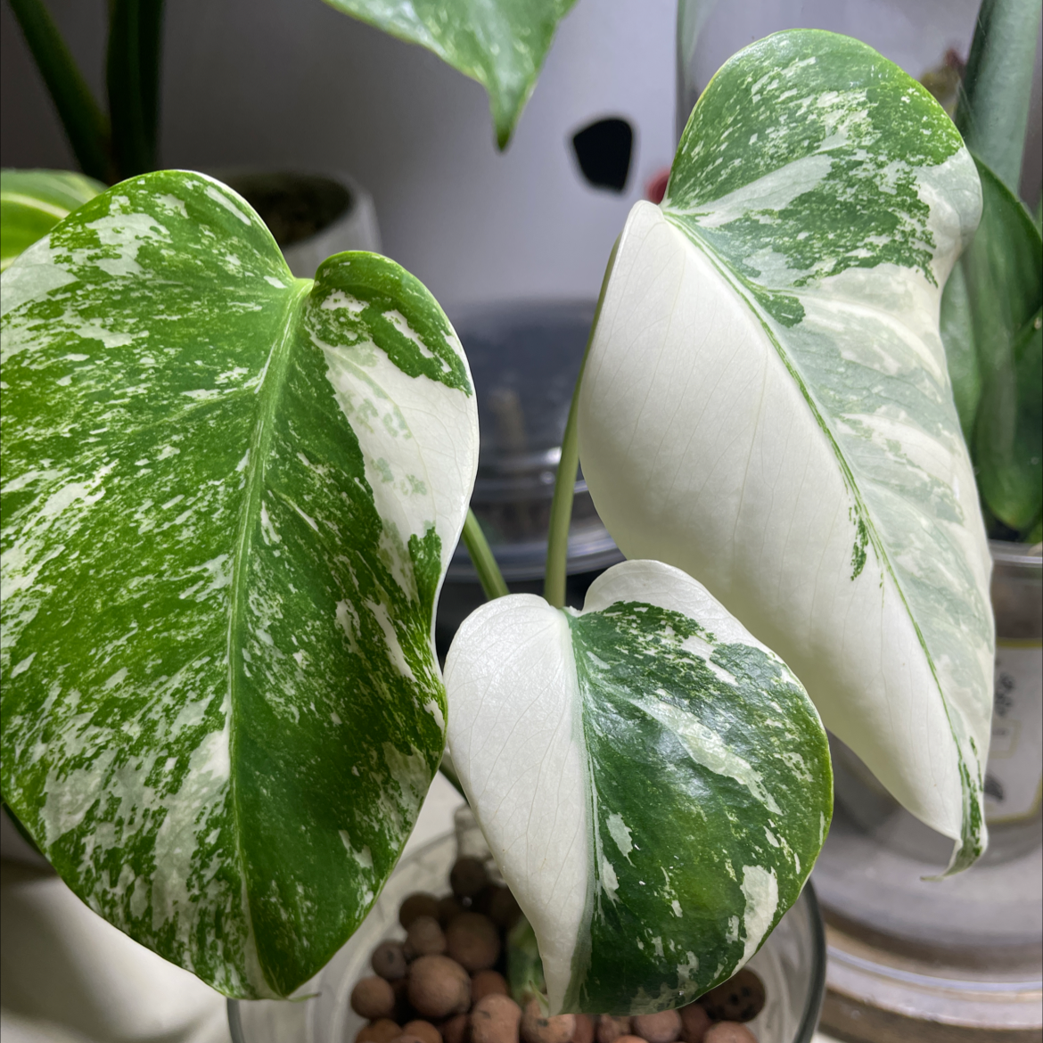 Monstera 'Albo' plant with variegated leaves, well-framed and in focus.