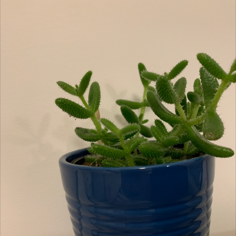 Pickle Plant in a blue pot with healthy green leaves.