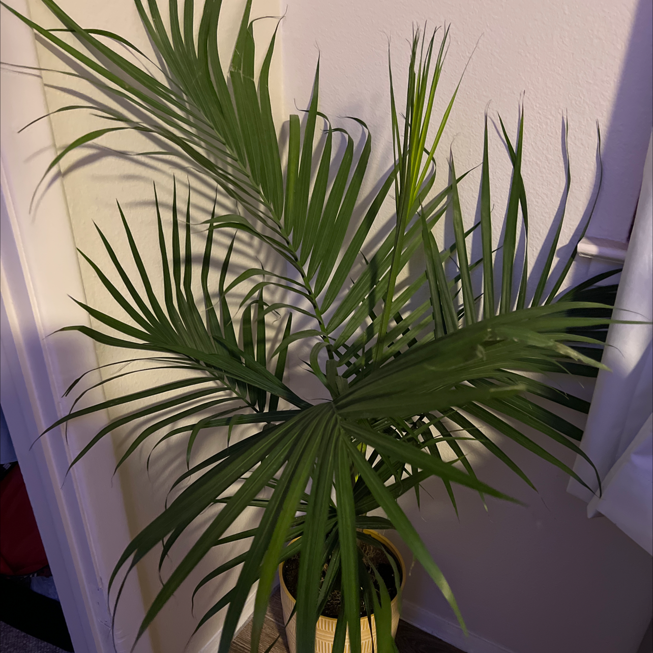 Healthy Canary Island Date Palm with vibrant green fronds in a pot.