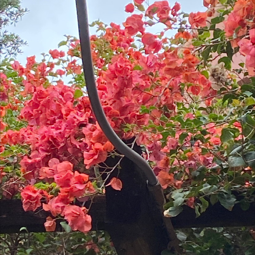 Bougainvillea plant with vibrant pink flowers, healthy and thriving.