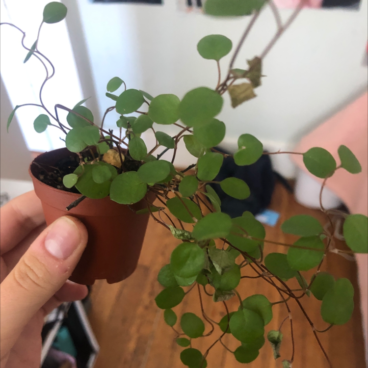 Photo of the plant species Creeping Wire Vine by @dahliadoodle named Dots on Greg, the plant care app