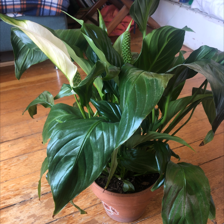 Peace Lily plant photo by @dahliadoodle named Lily Baby on Greg, the plant care app.