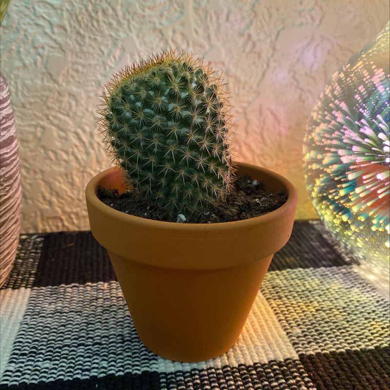 Mammillaria Haageana cactus in a terracotta pot, well-framed and healthy.