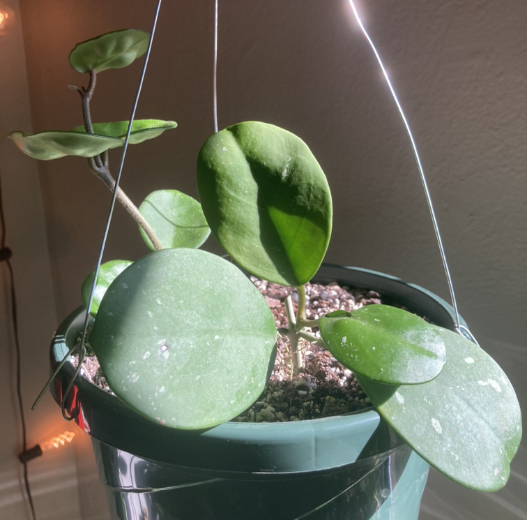 Healthy, thriving waxplant with glossy green oval leaves and flower buds in blue ceramic pot, well-focused image.
