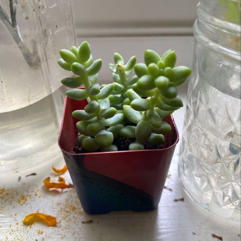 Healthy Jelly Bean Plant in a red pot with visible soil, well-framed and in focus.