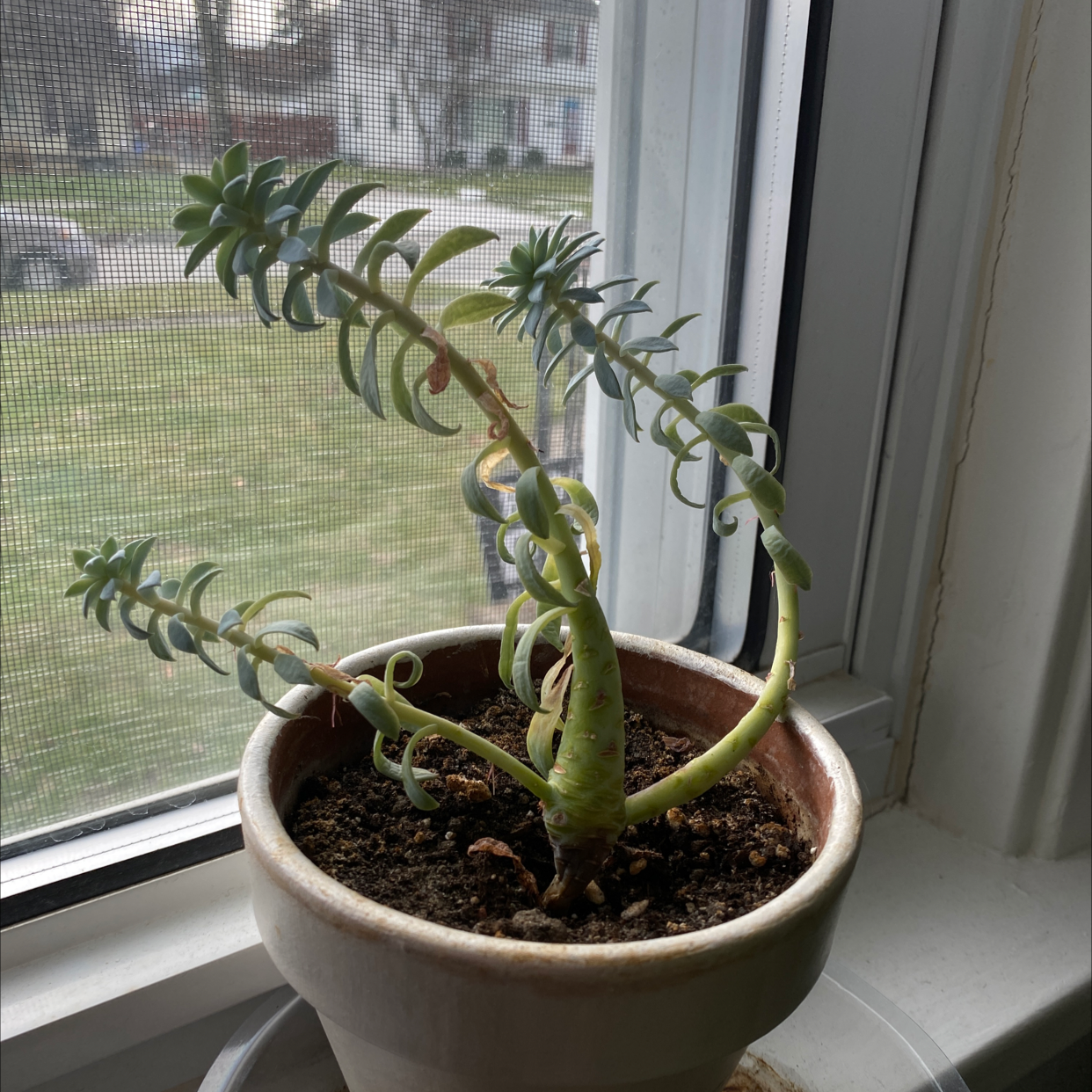Potted Ghost Plant succulent on a windowsill with some yellowing leaves.