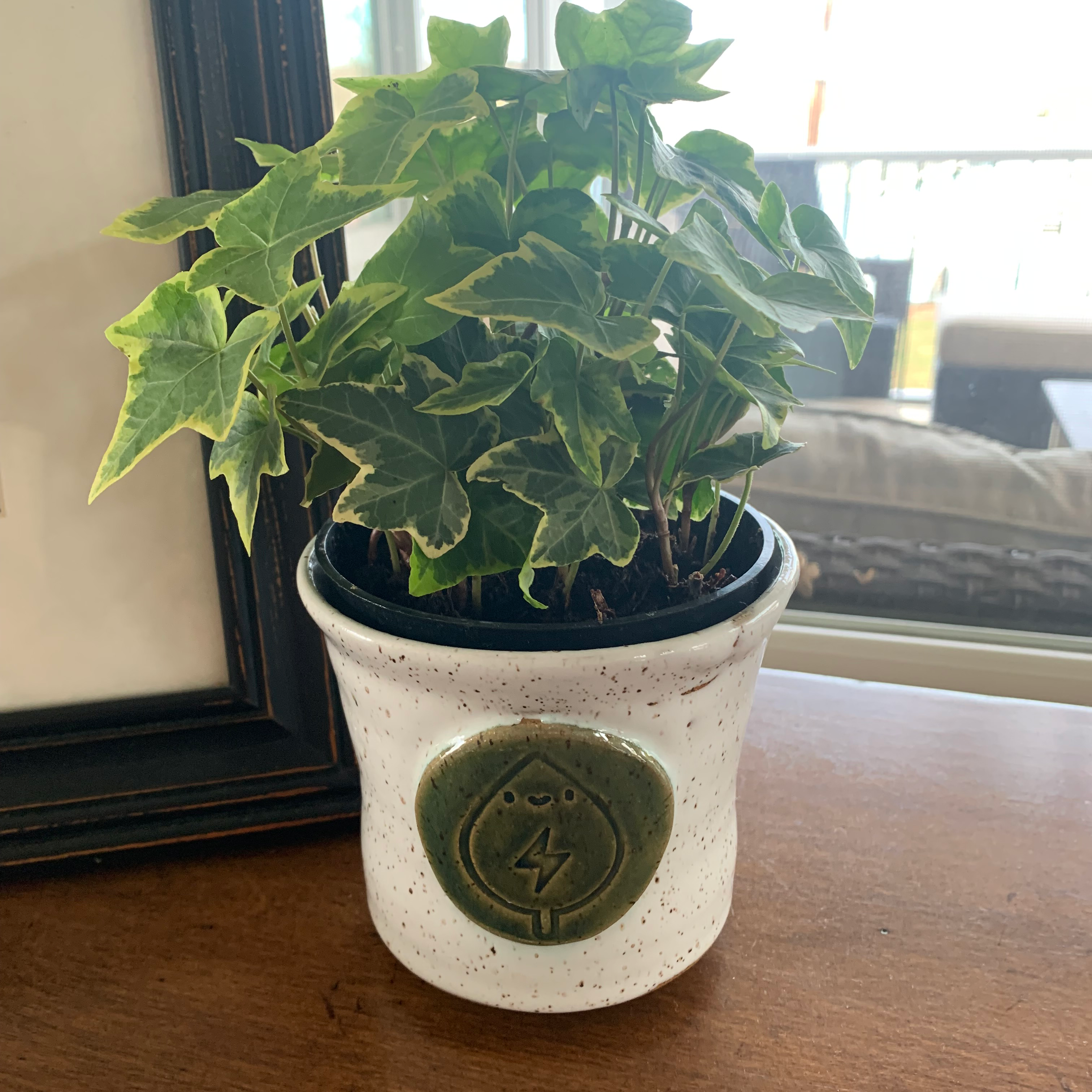 Healthy English Ivy plant with lush green leaves growing in a white embossed ceramic pot on a sunny windowsill.