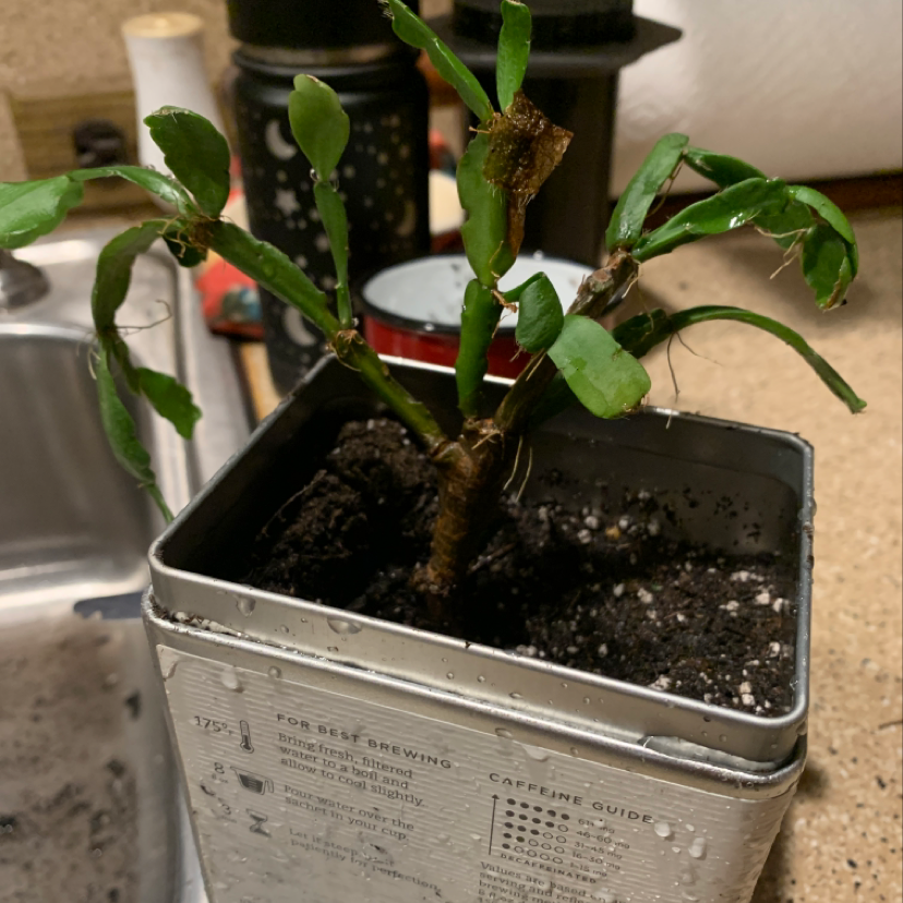 Potted Easter Cactus with some browning leaves in a metal container.