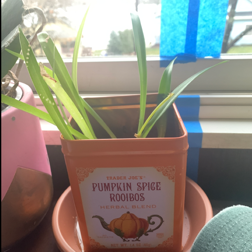 Photo of the plant species Variegated Spider Plant by @Lemonlaw named Marie on Greg, the plant care app