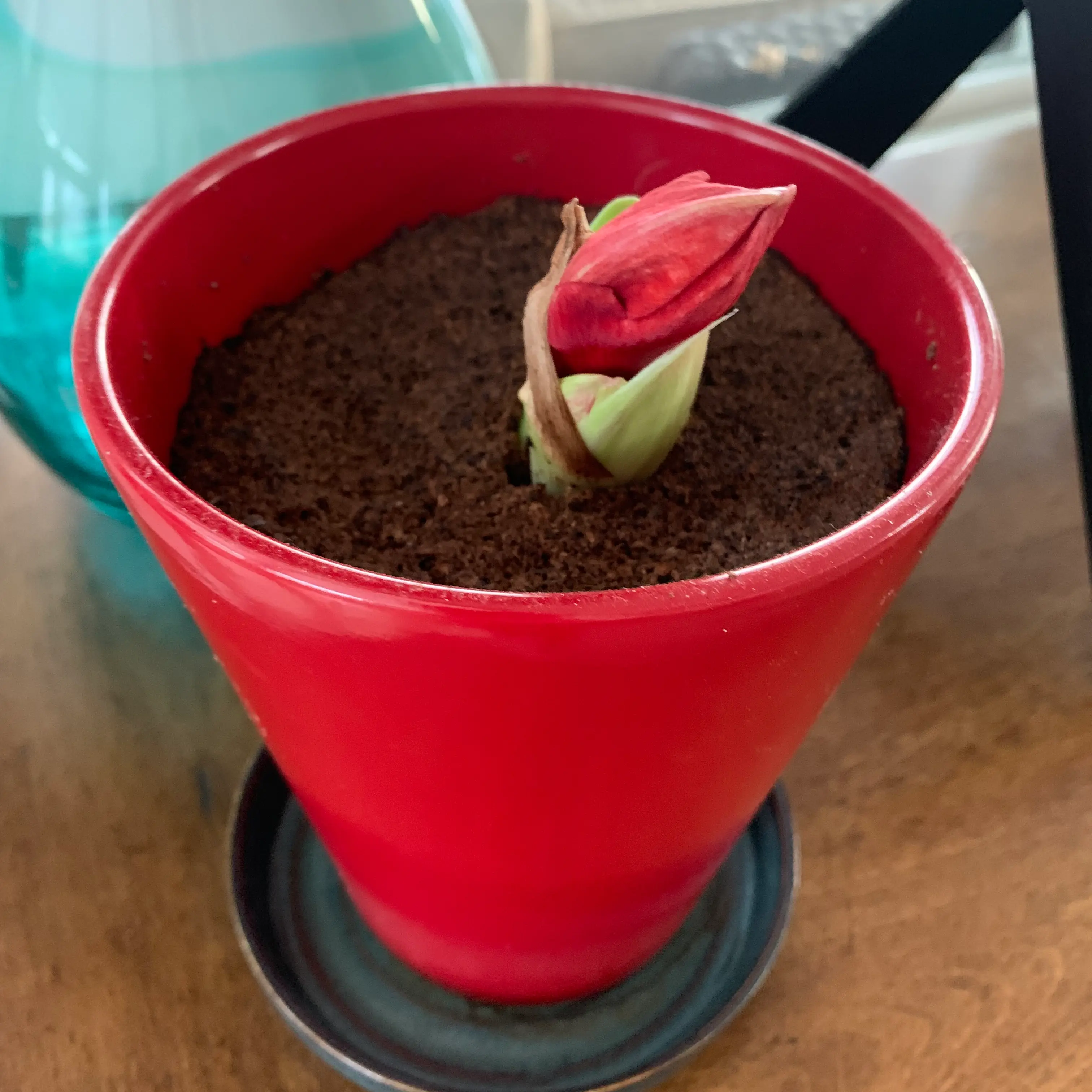 Potted Striped-Tubed Amaryllis with emerging flower bud in a red pot.