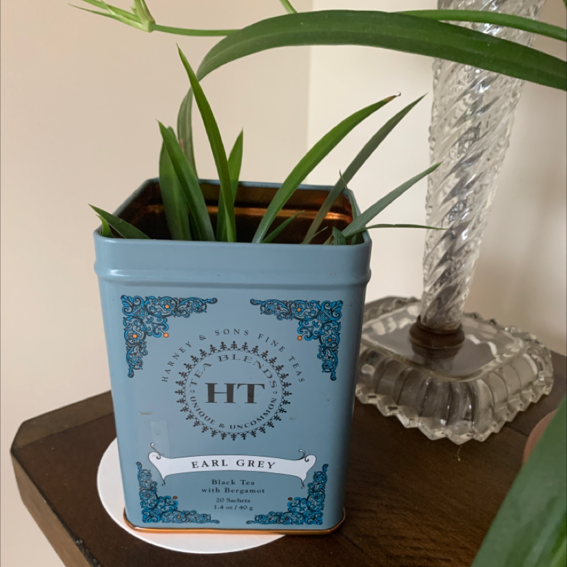 Spider Plant in a repurposed tea tin, healthy green leaves, no visible soil.