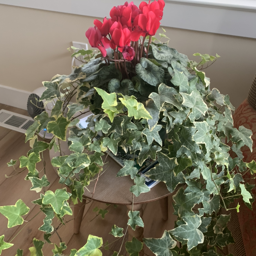 Potted flowering plant with red blooms and variegated ivy-like foliage, likely a Cyclamen persicum mistaken for English Ivy.