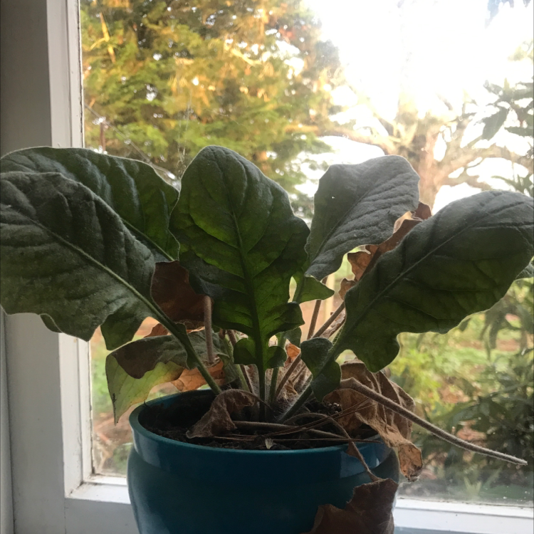 Potted Gerbera plant with broad leaves, some browning and wilting, near a window.