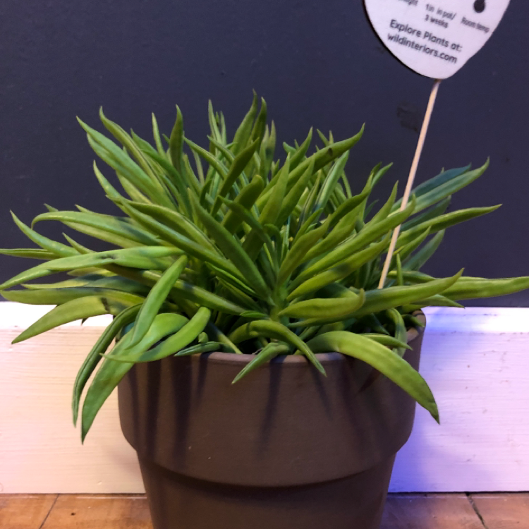 Photo of the plant species Pincushion Peperomia by Cat named Polly on Greg, the plant care app