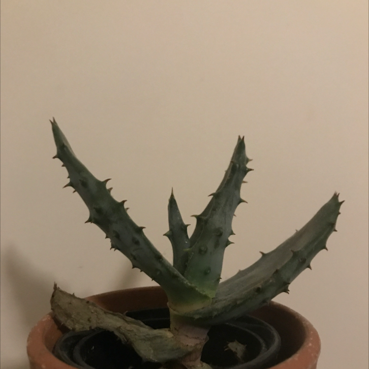 Cape Aloe plant in a pot, healthy with no visible signs of disease.